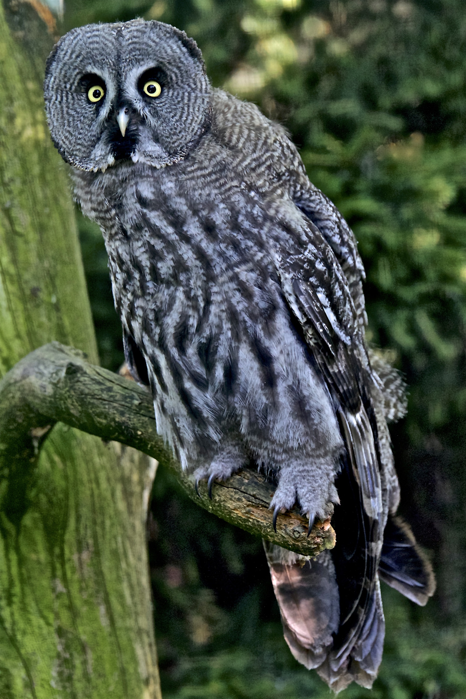 Удивлённая