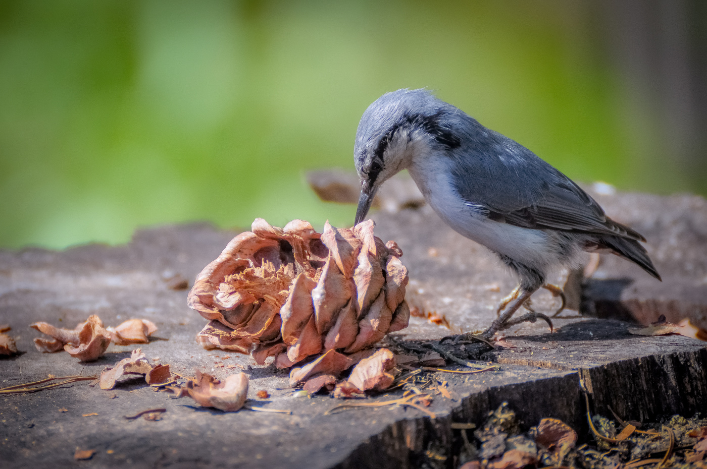 Поползень и шишка
