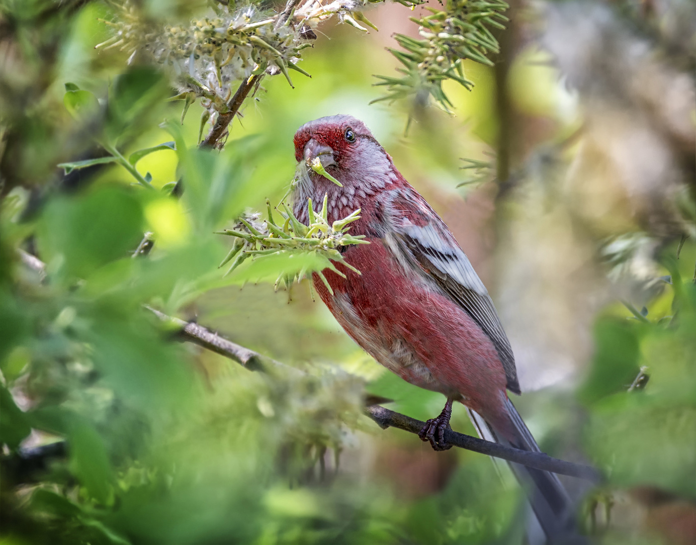 Урагус обедает.