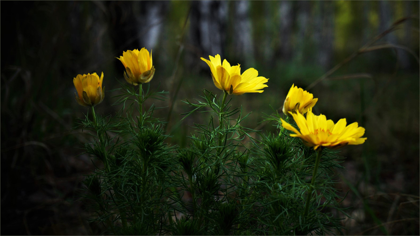 В лесу вечернем огоньки