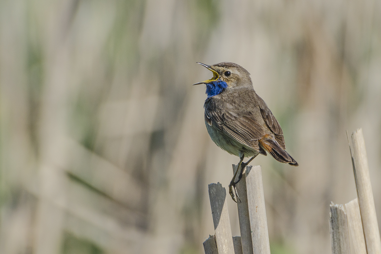 Весенняя рапсодия