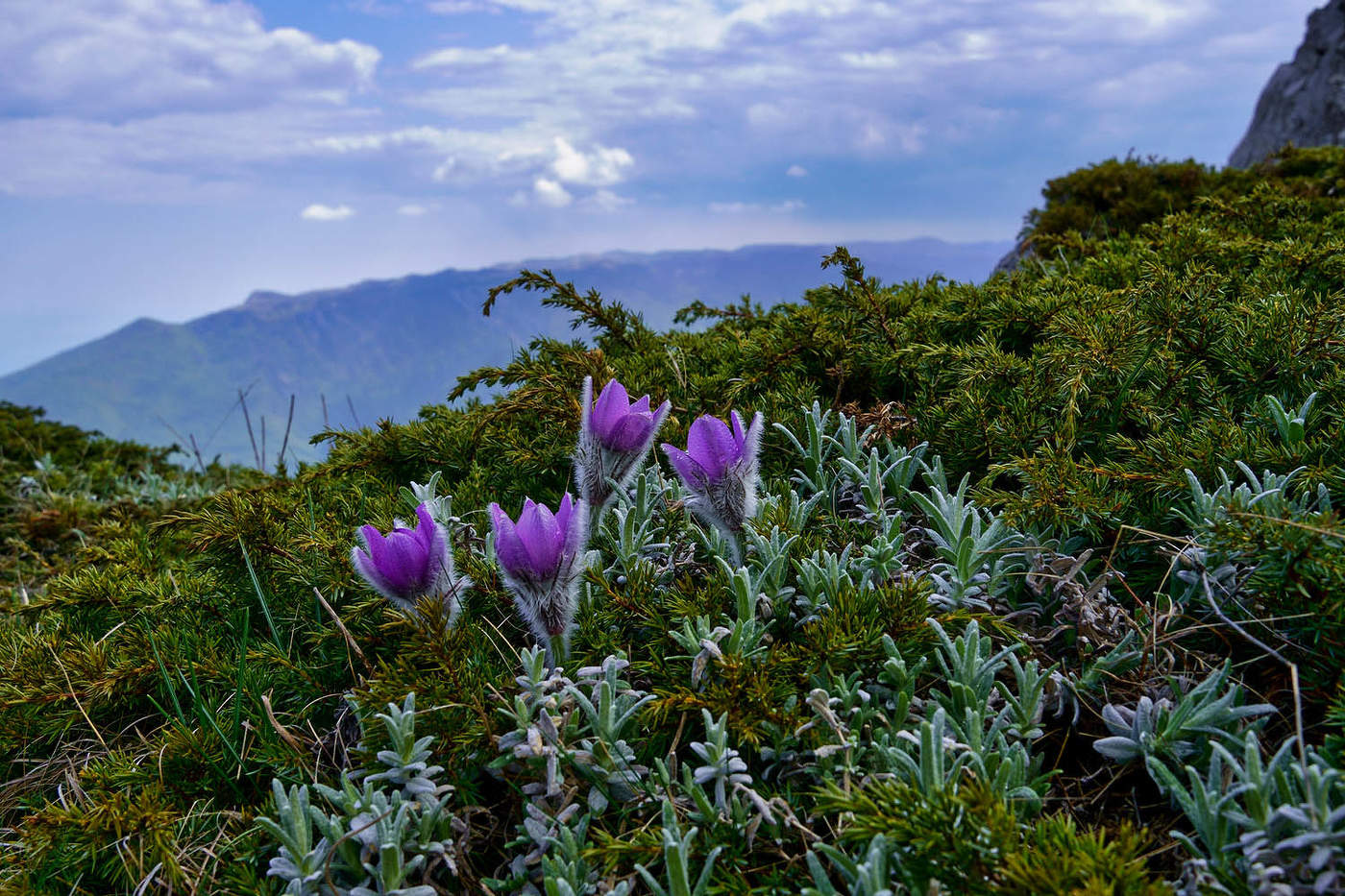 Прострел Крымский