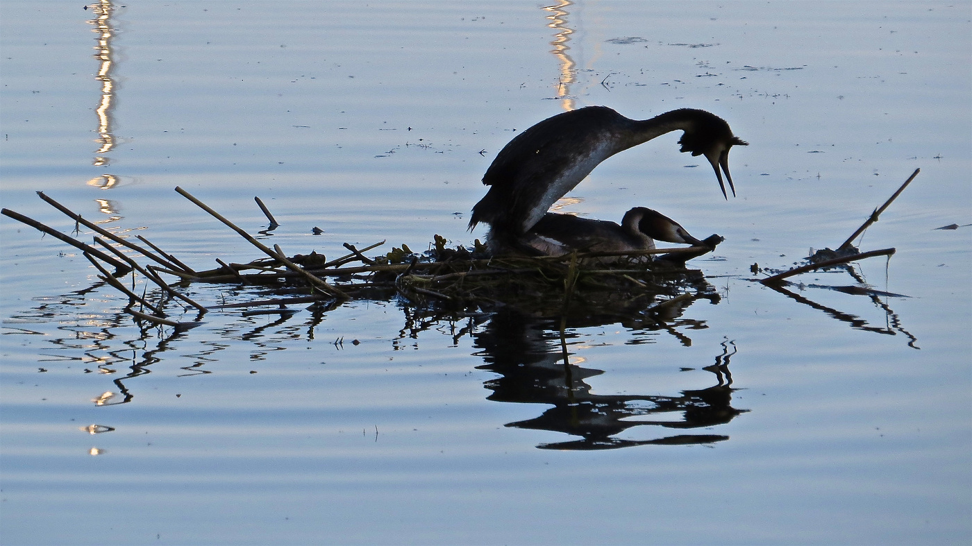 Чомга на гнезде