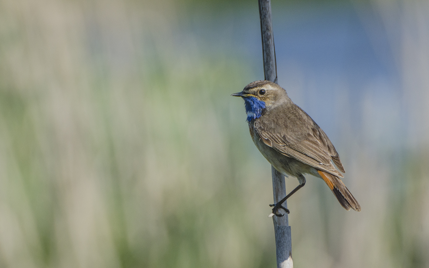 Белозвёздный