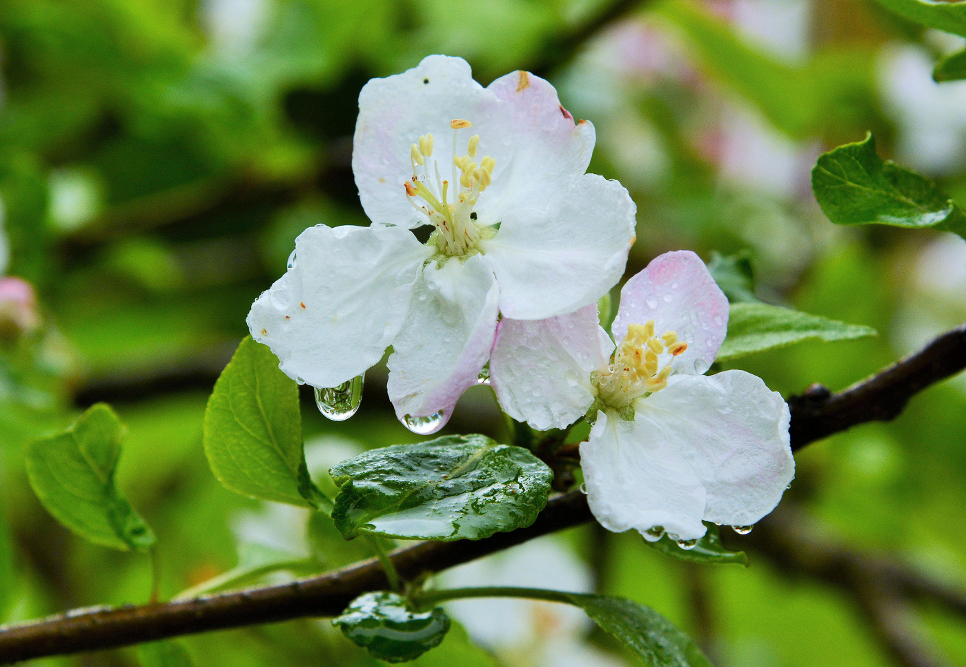 "Яблони в цвету - мне не приснилось ..."