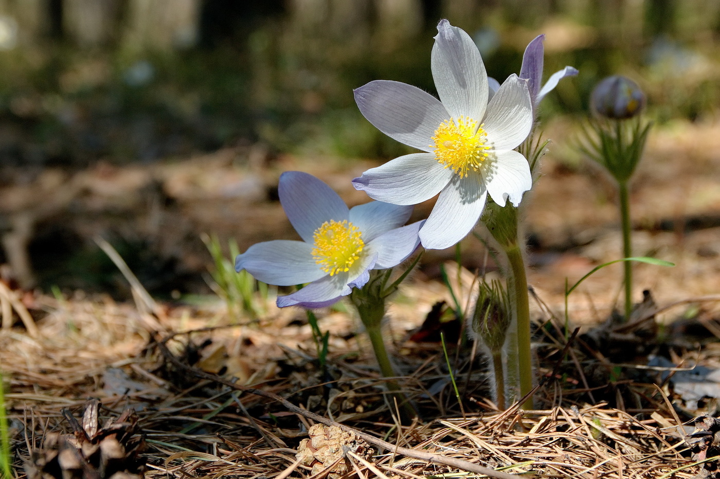 **Солнечным днём.*
