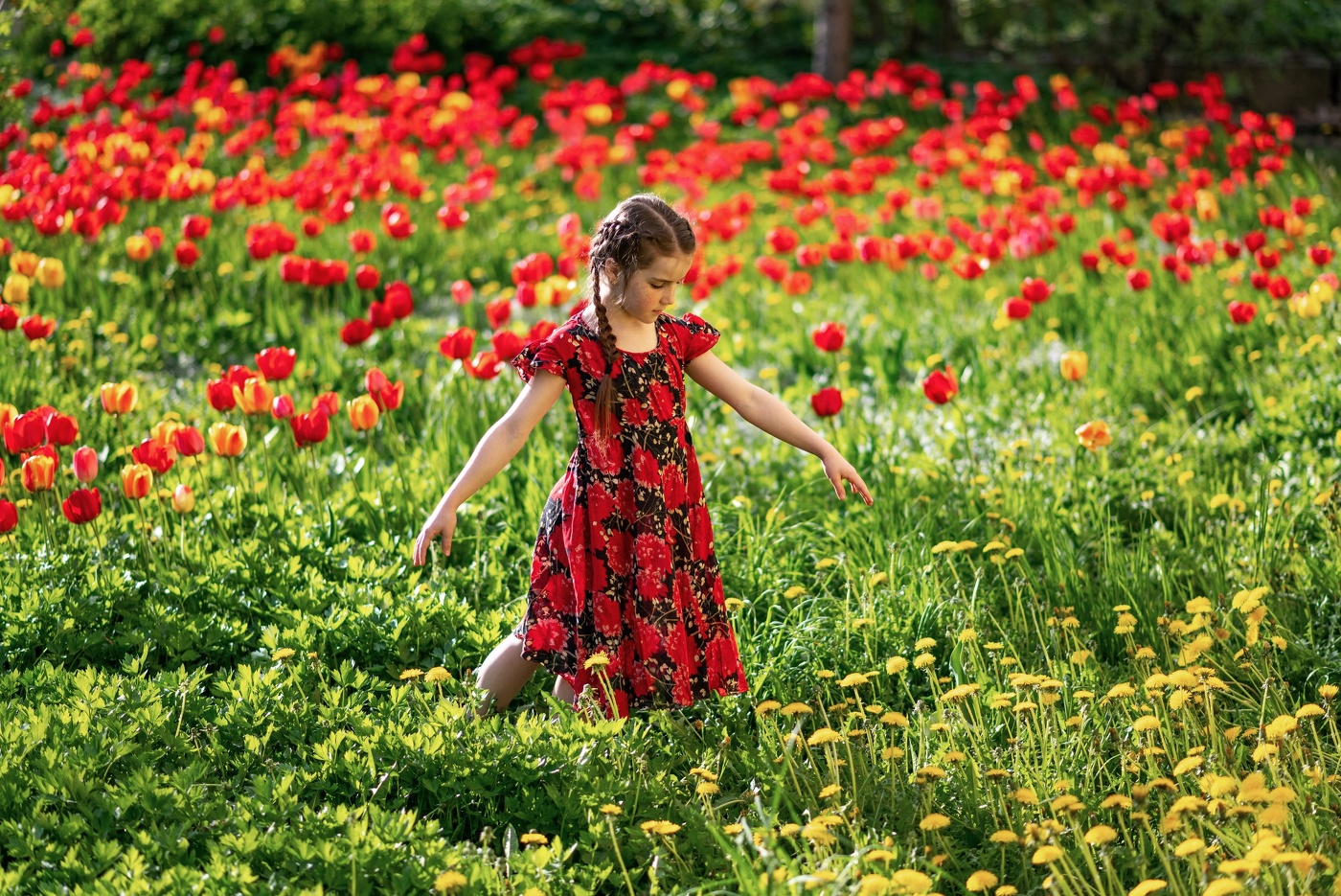 Красные тюльпаны