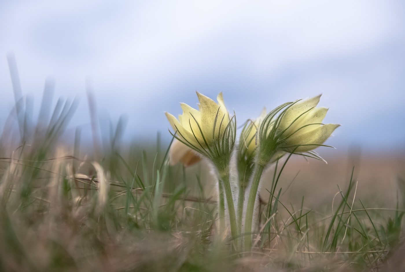 Первоцветы