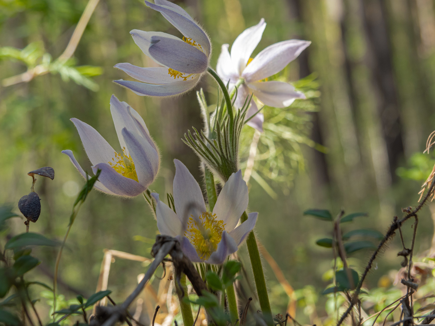 Последние весенние