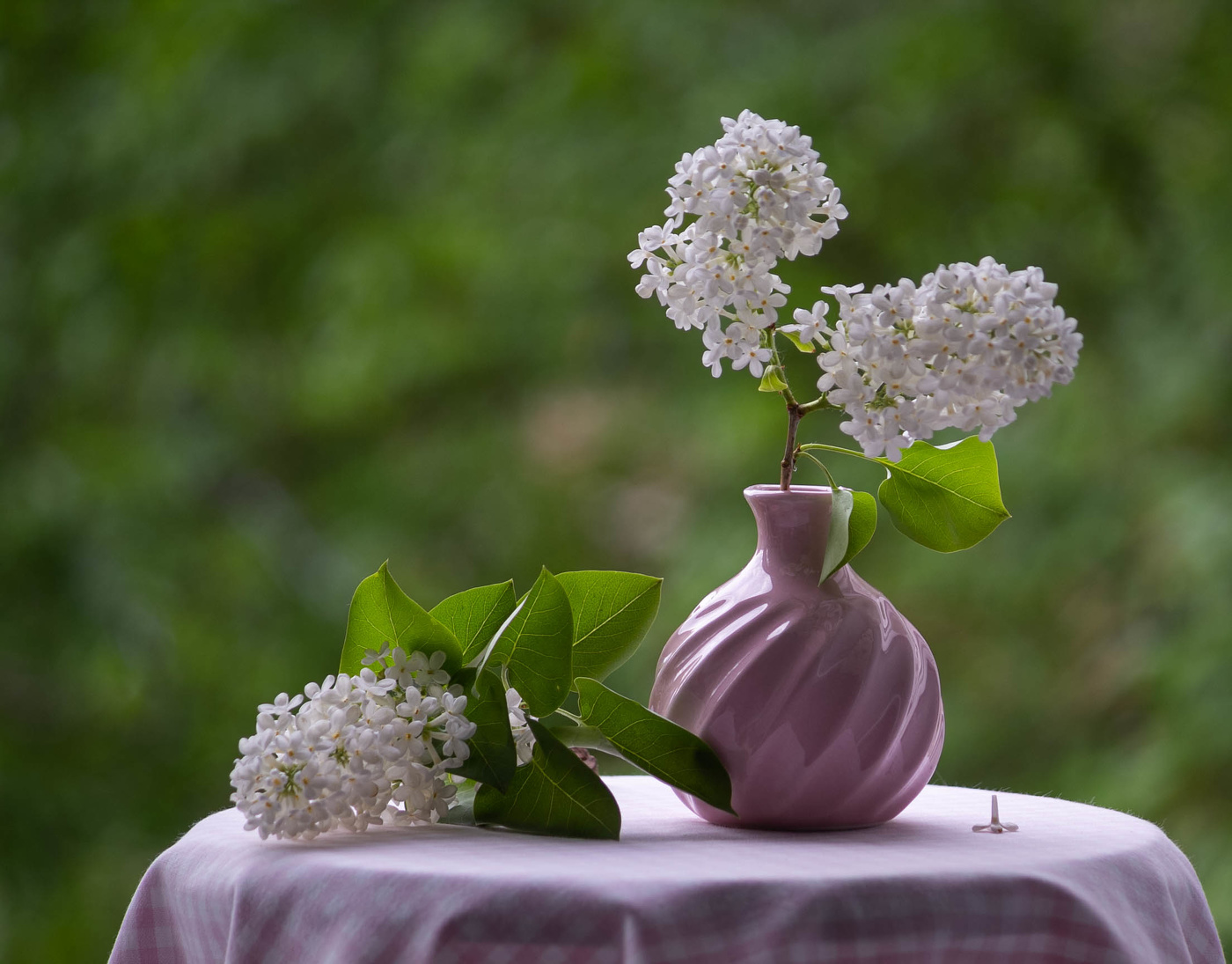 Белая сирень