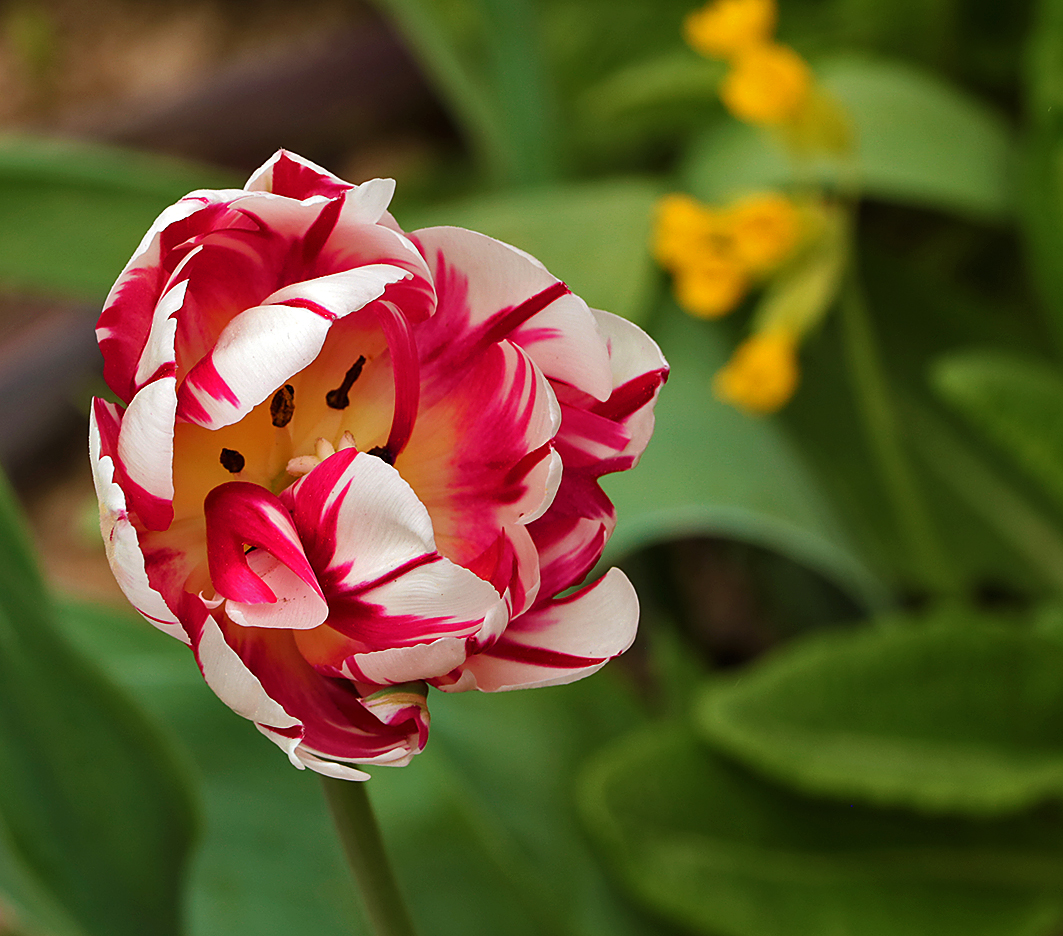 Удивлённый