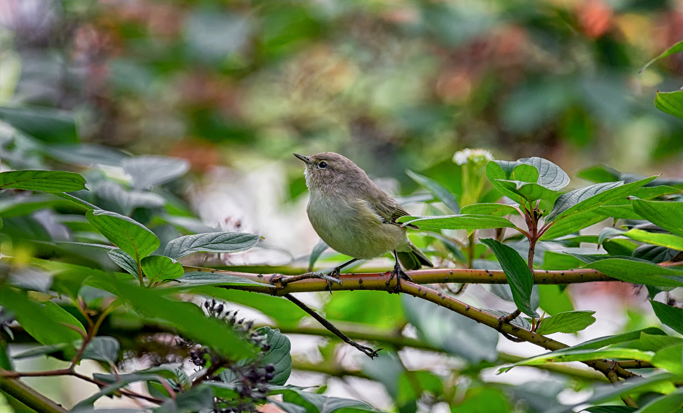 о маленькой птичке