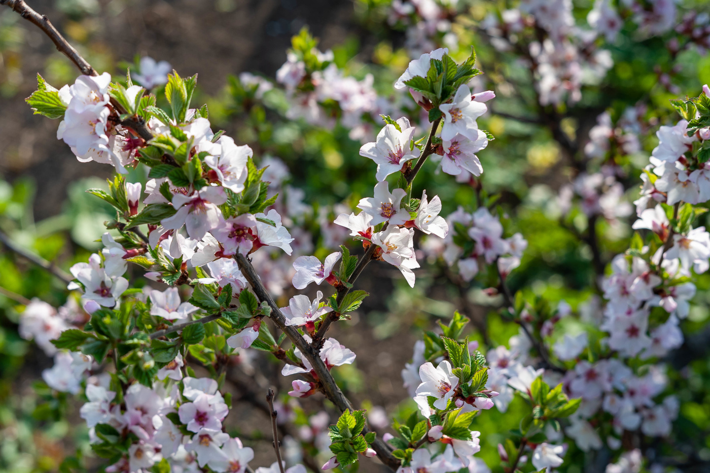 Цветущая Вишневая Сакура.