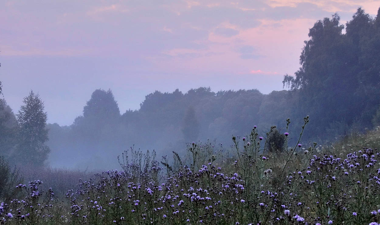 Туманное сиреневое утро