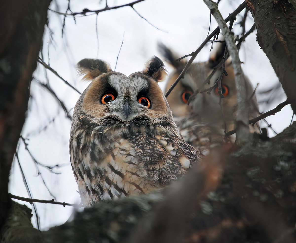 Ушастые совы