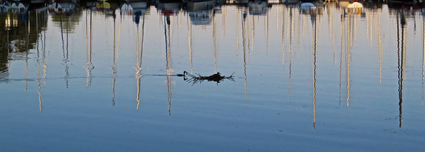 Чомгино гнездо