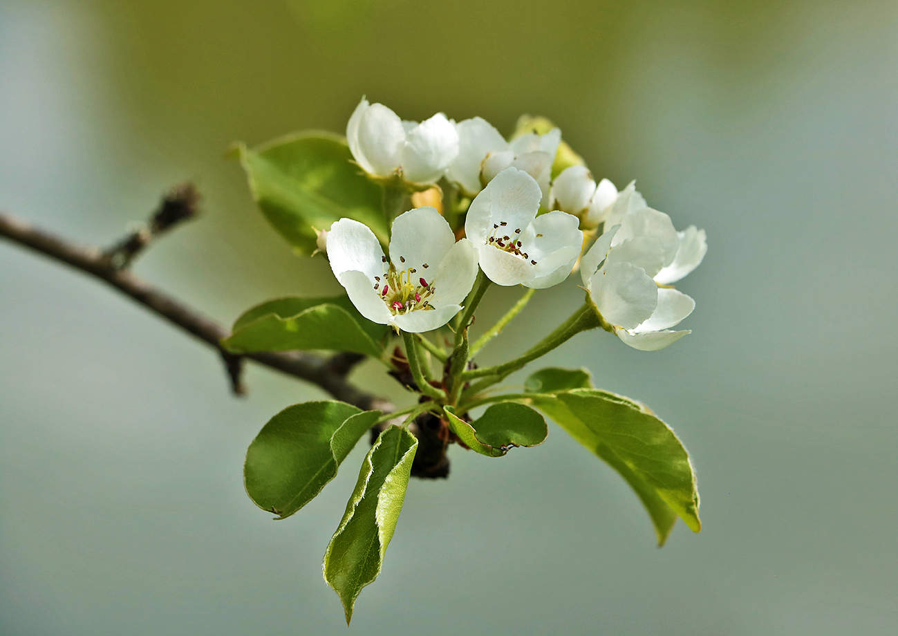 Майское цветение