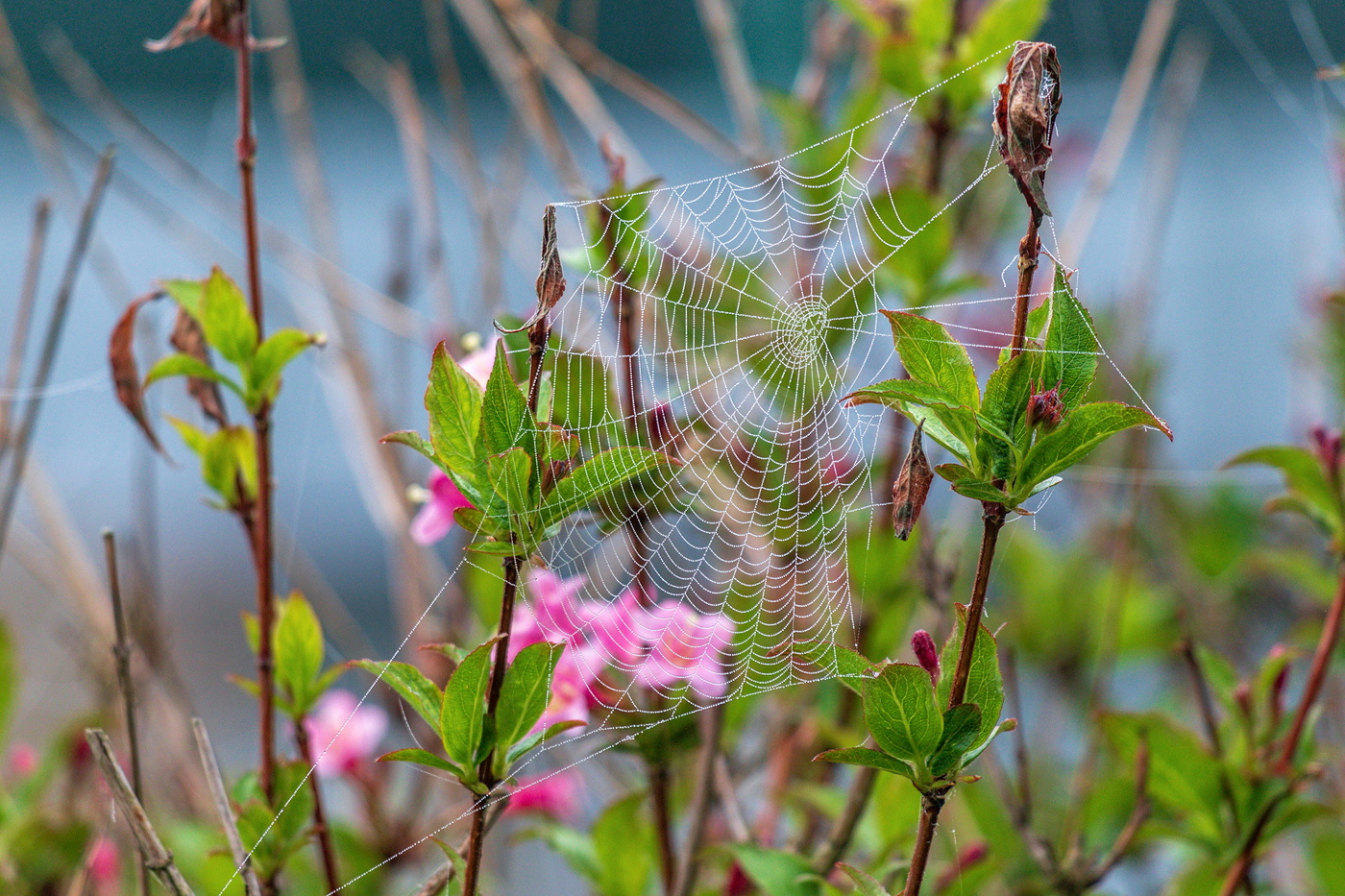Сеточка ромбом.