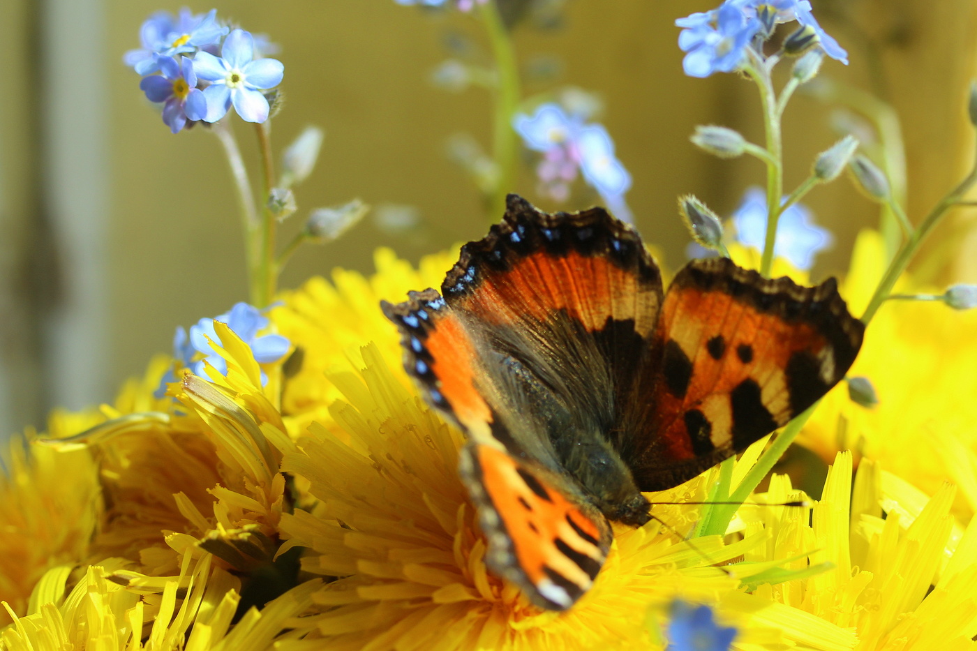 Натюрморт с бабочкой!