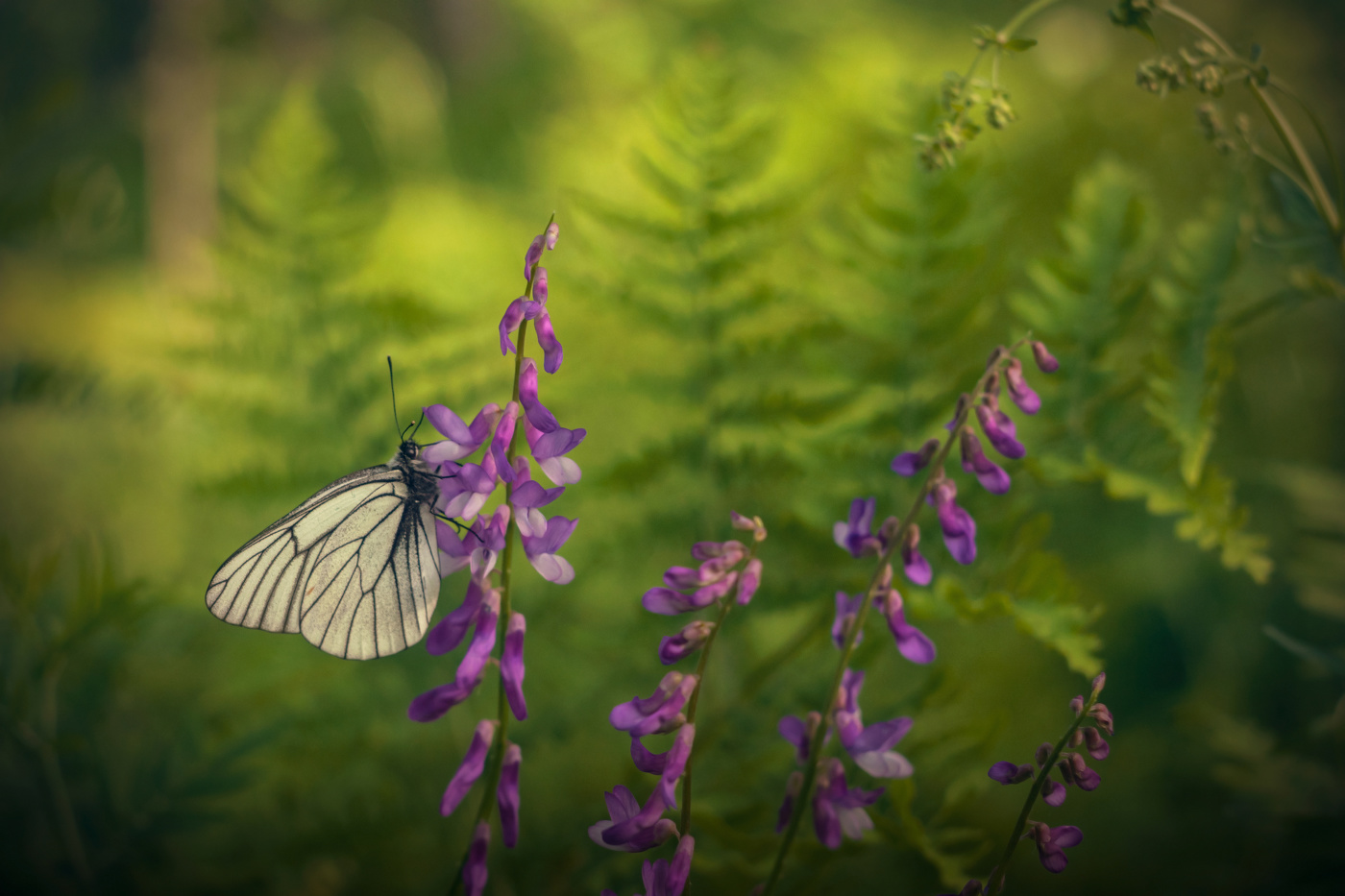 В зелени папоротника...