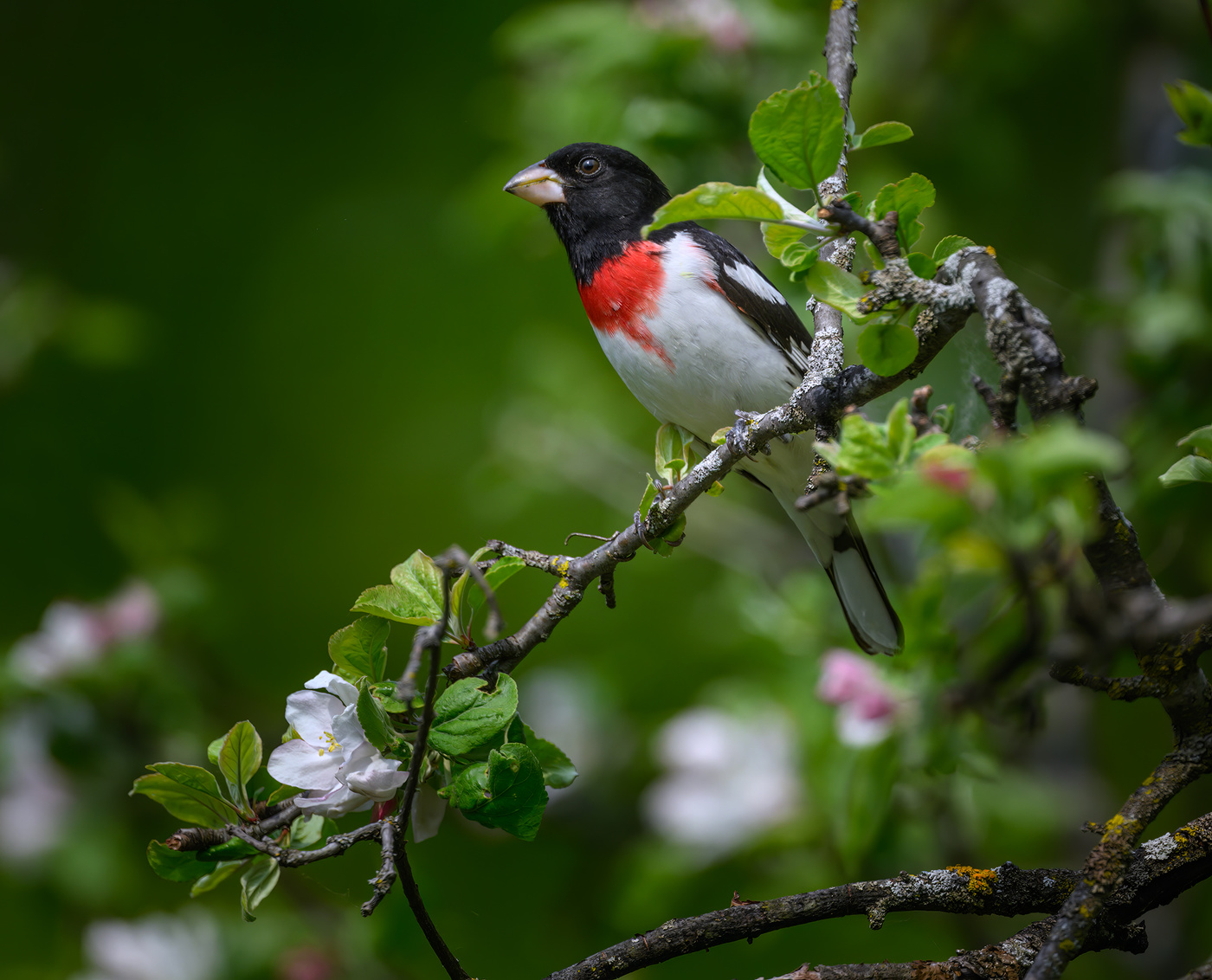 Rose-breasted Grosbeak (m)