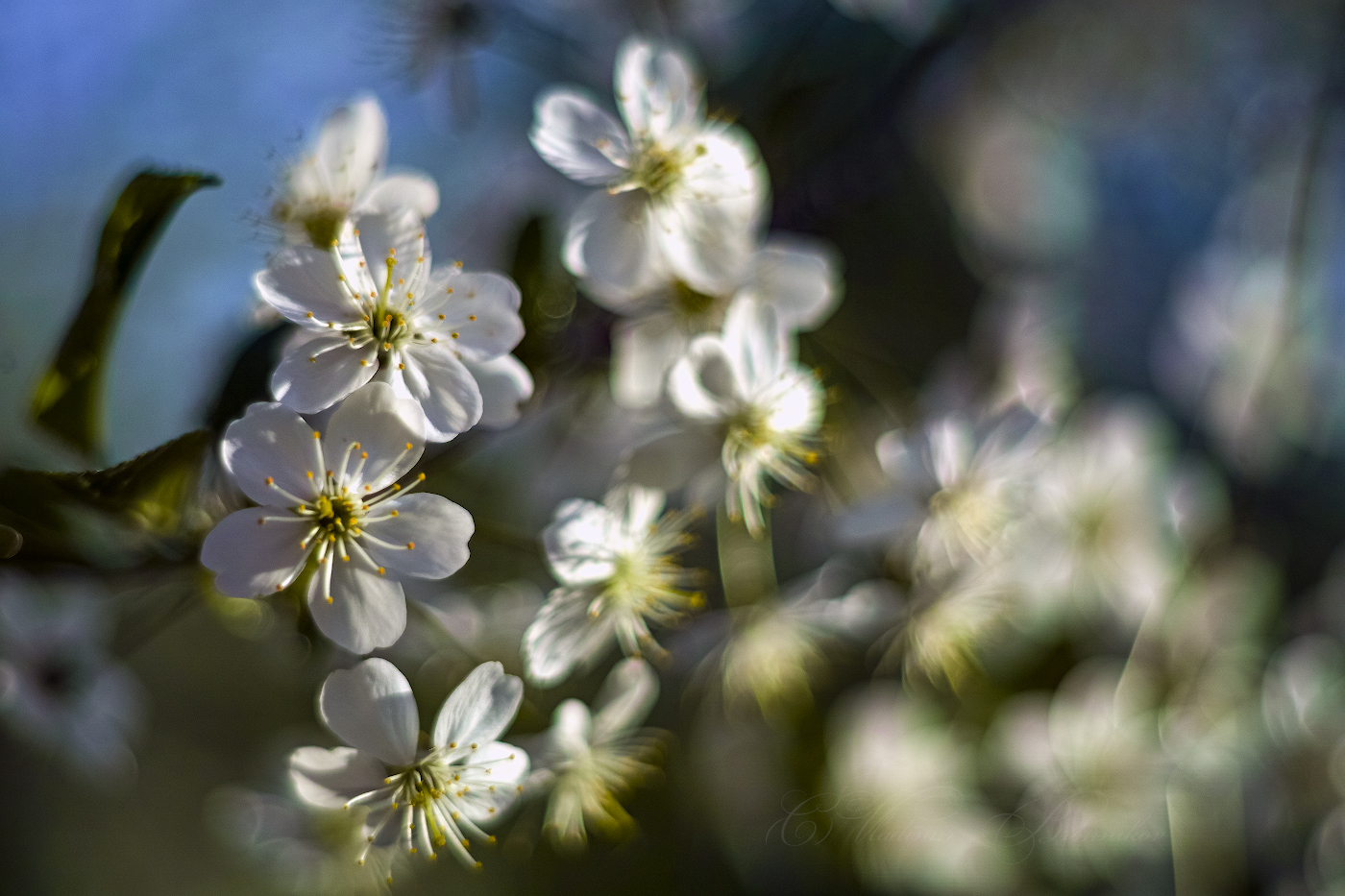 Цветёт вишня