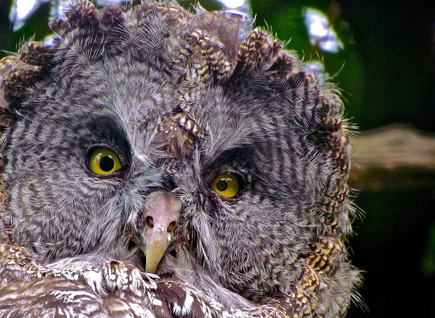 Лапландская бородатая неясыть