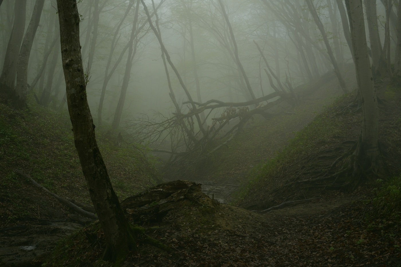 Туманный рассвет