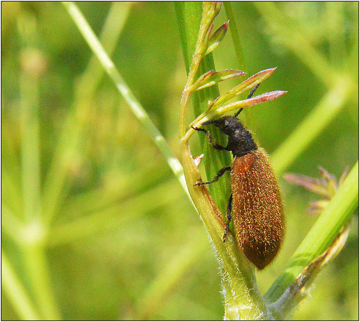 Одинокий странник.