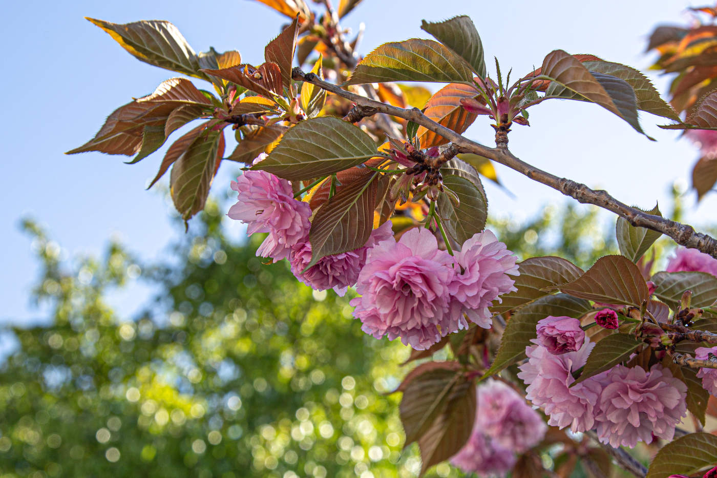 Солнышко пригрело
