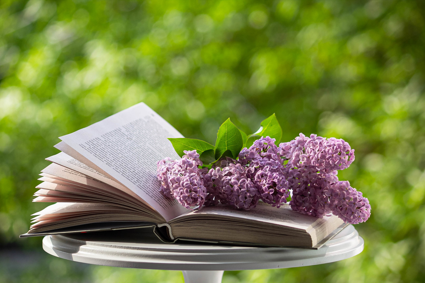 Ветка сирени