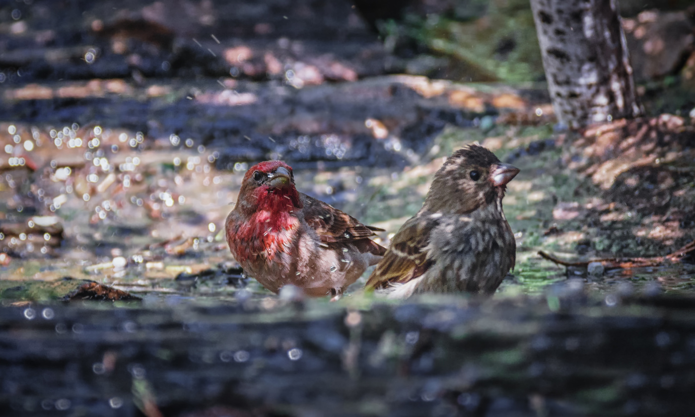 Купание красного воробья с подругой.