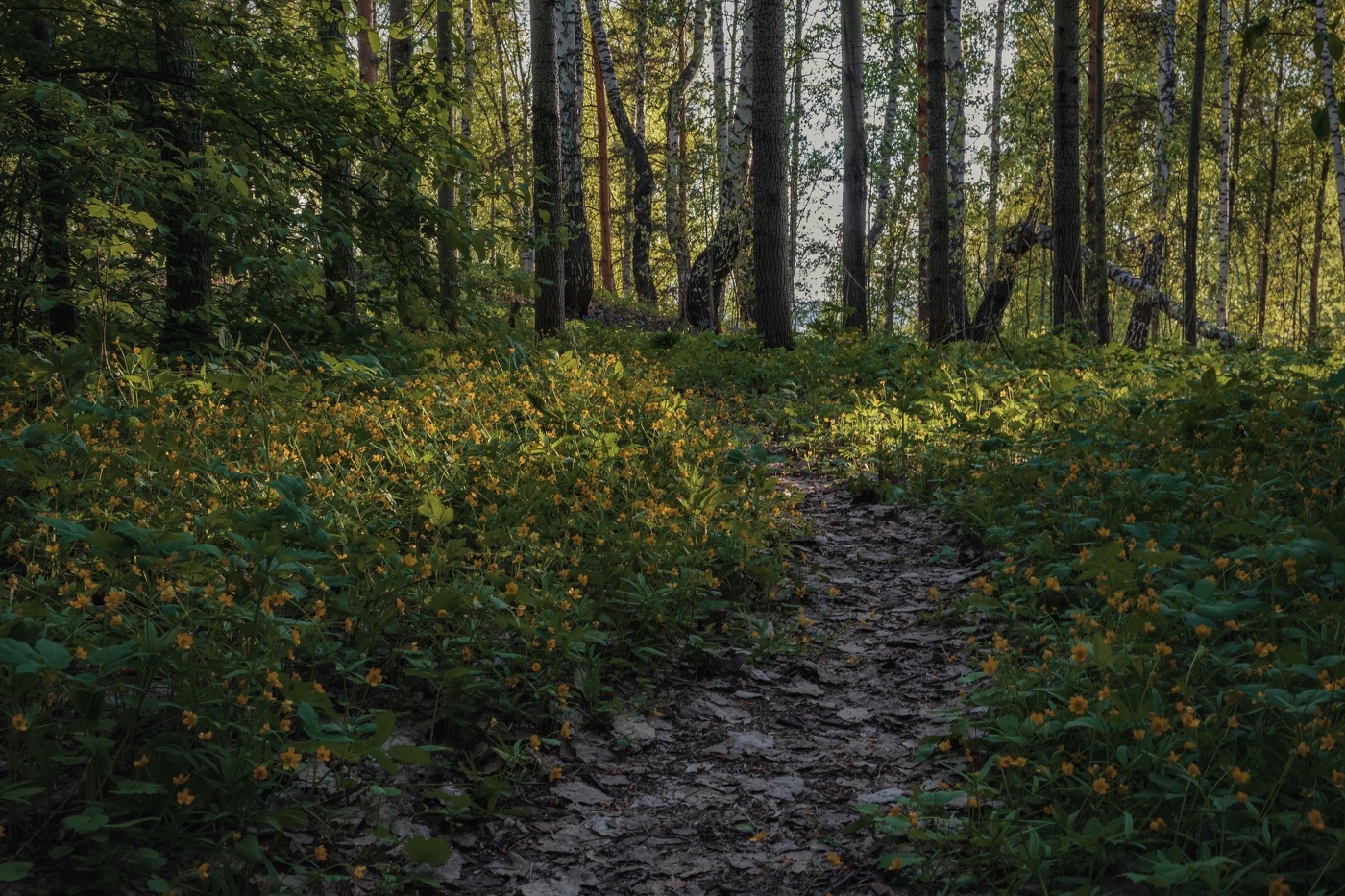 Майский вечер в лесу