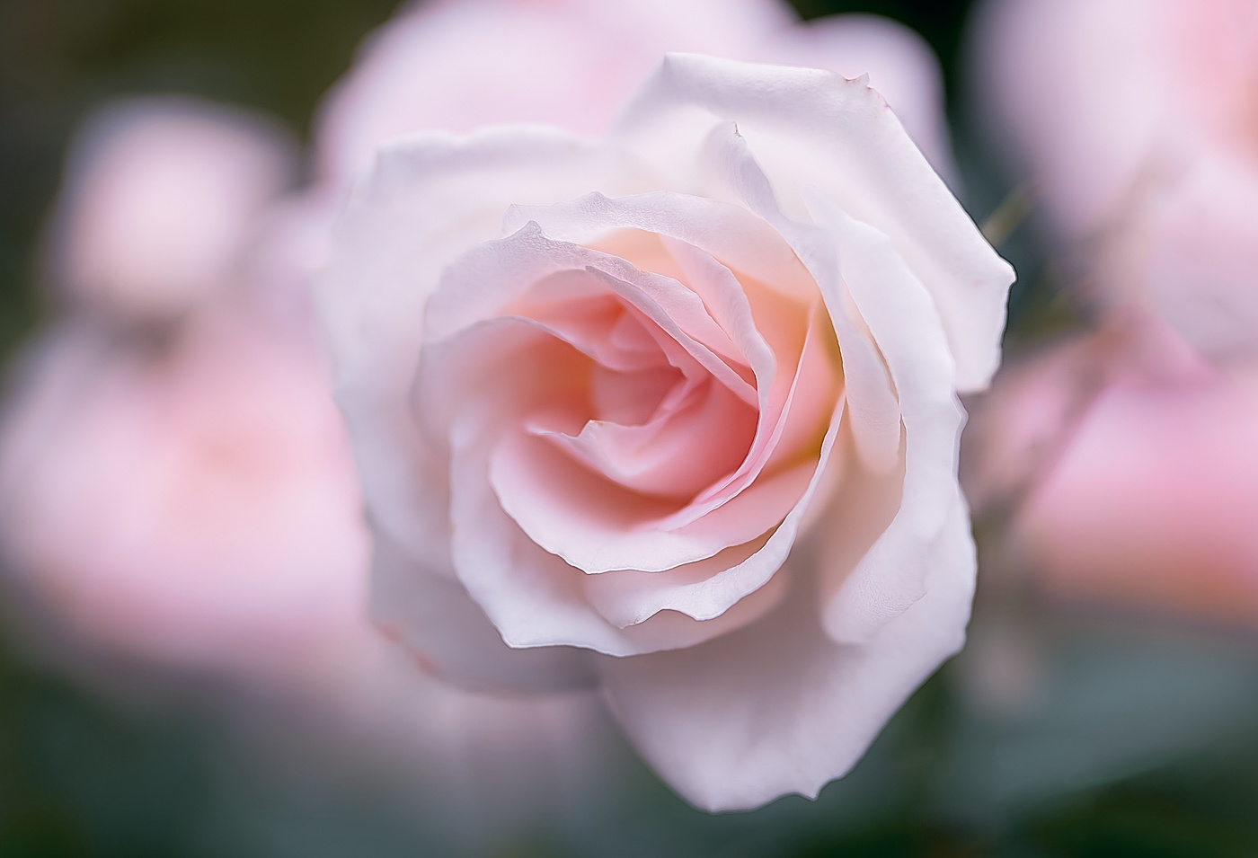 Завтра упадет мой первый лепесток. Спешите запомнить мою красоту..