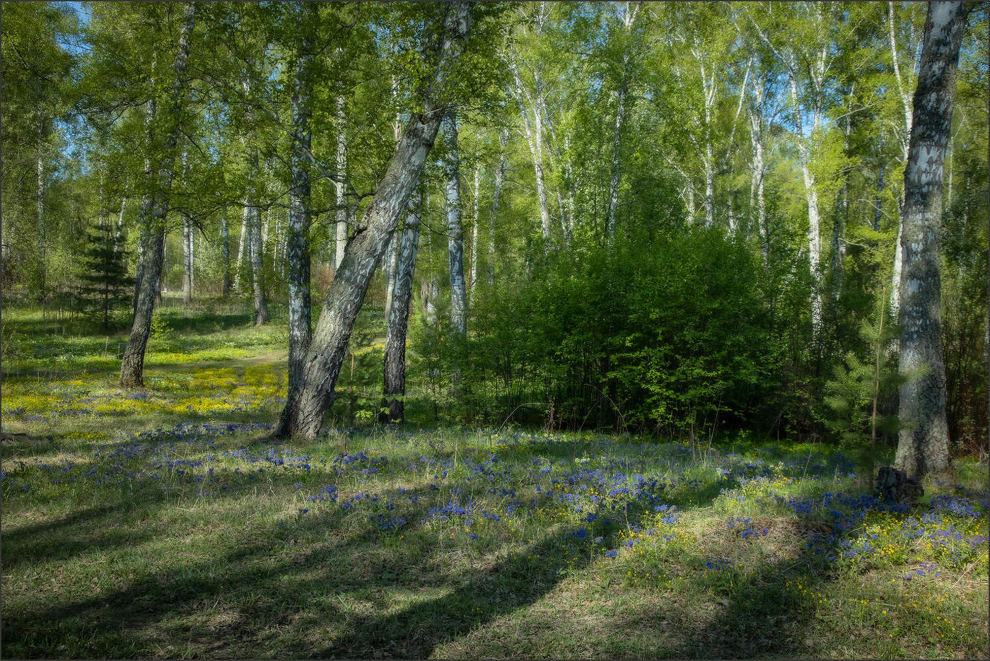Там, где лютики да медуница...