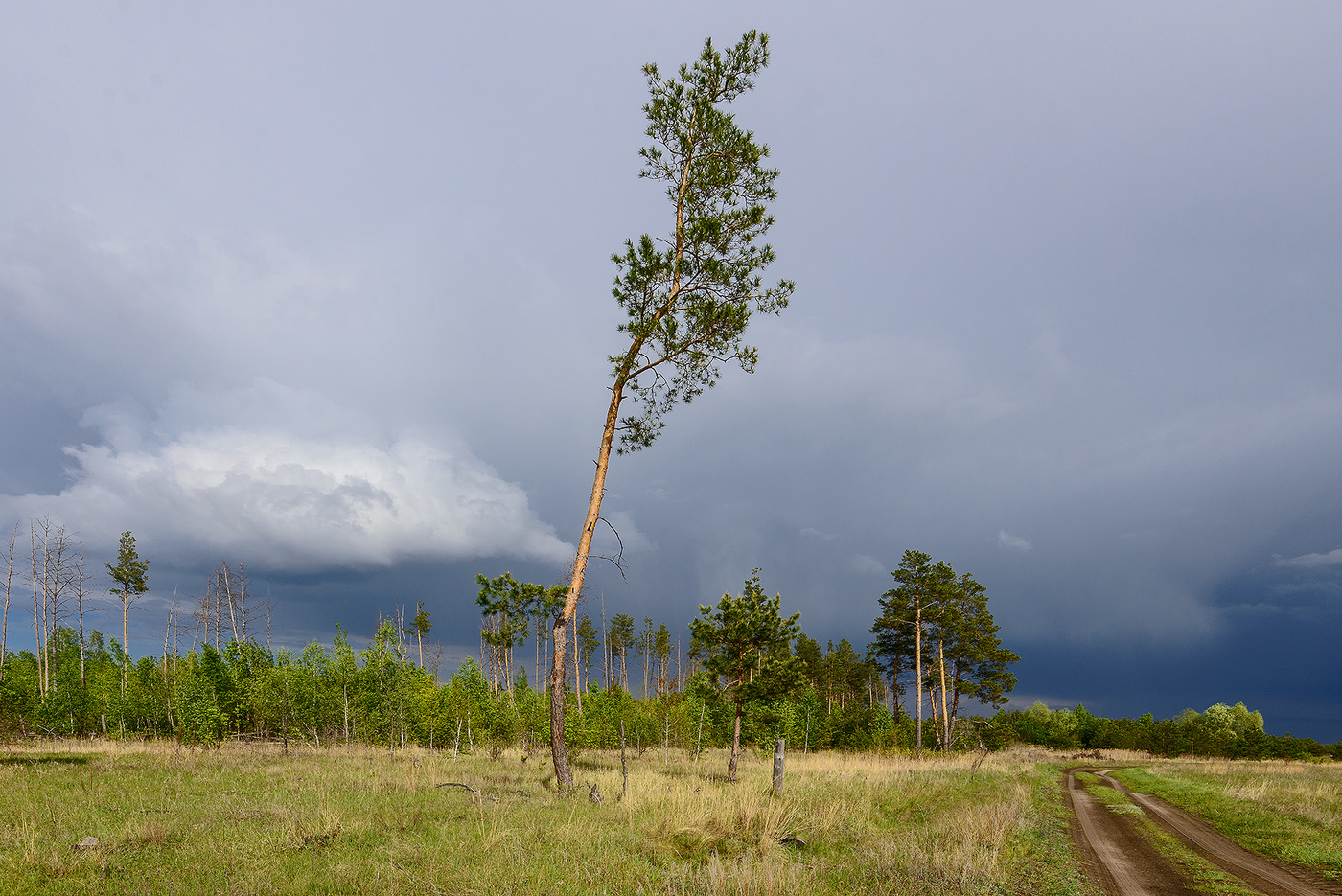 Сосна не карабельная...