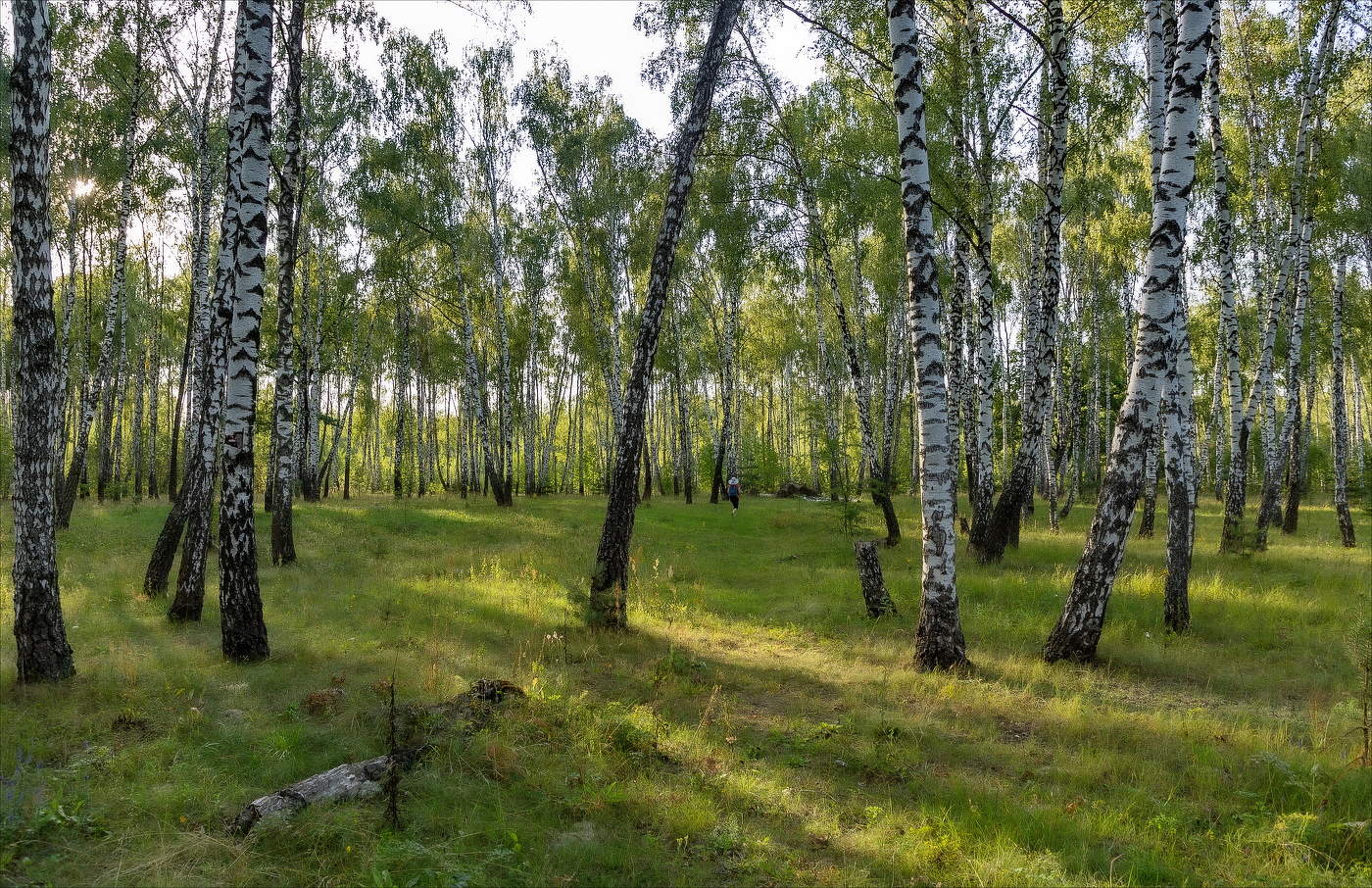 В БЕРЕЗОВЫХ МЕЧТАХ...