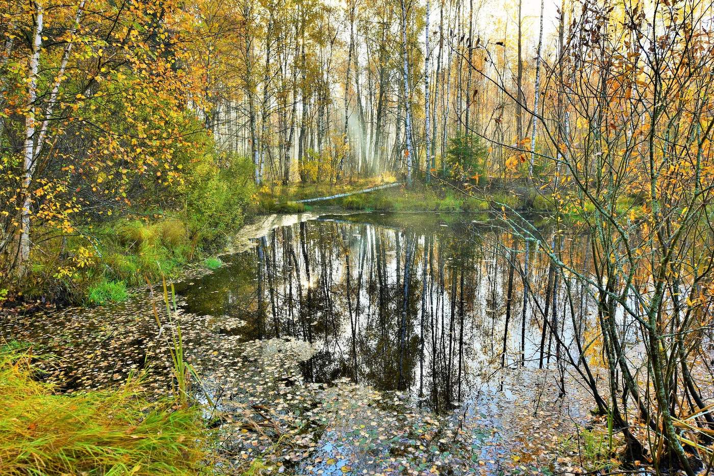 Осенним утром на пруду ...