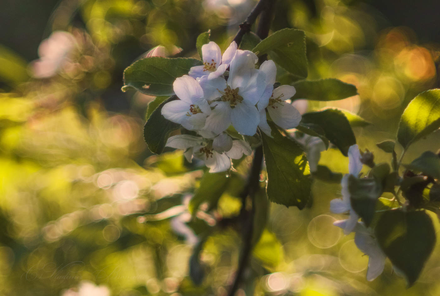 Ранним утром