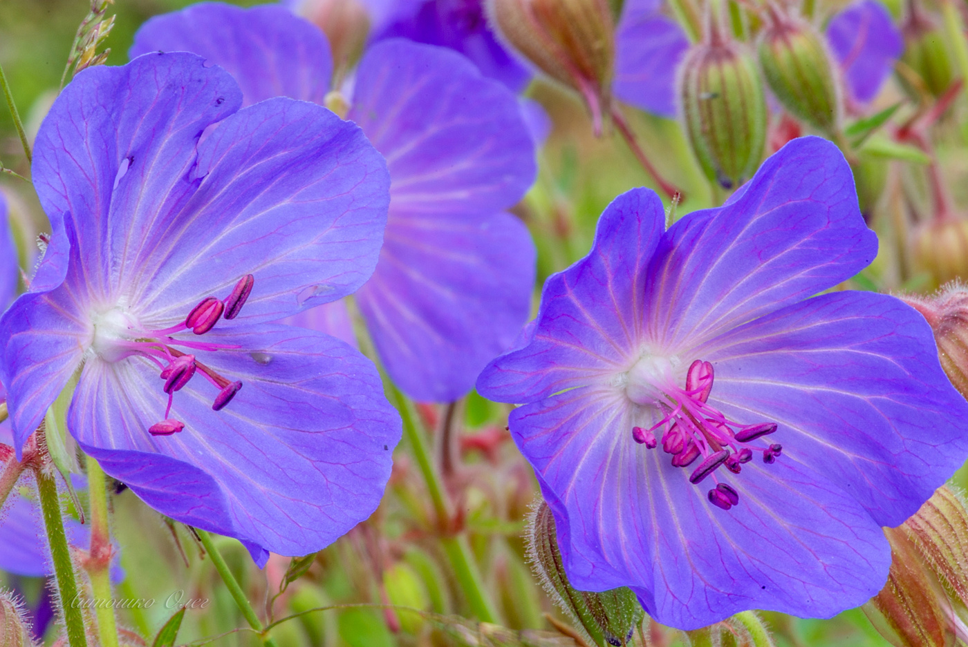 Герань луговая.