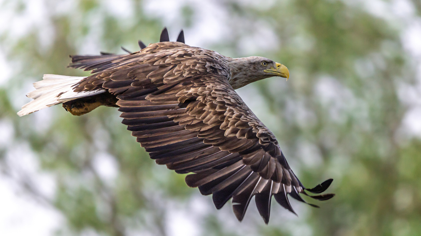 ОРЛАН БЕЛОХВОСТ В ПОЛЕТЕ
