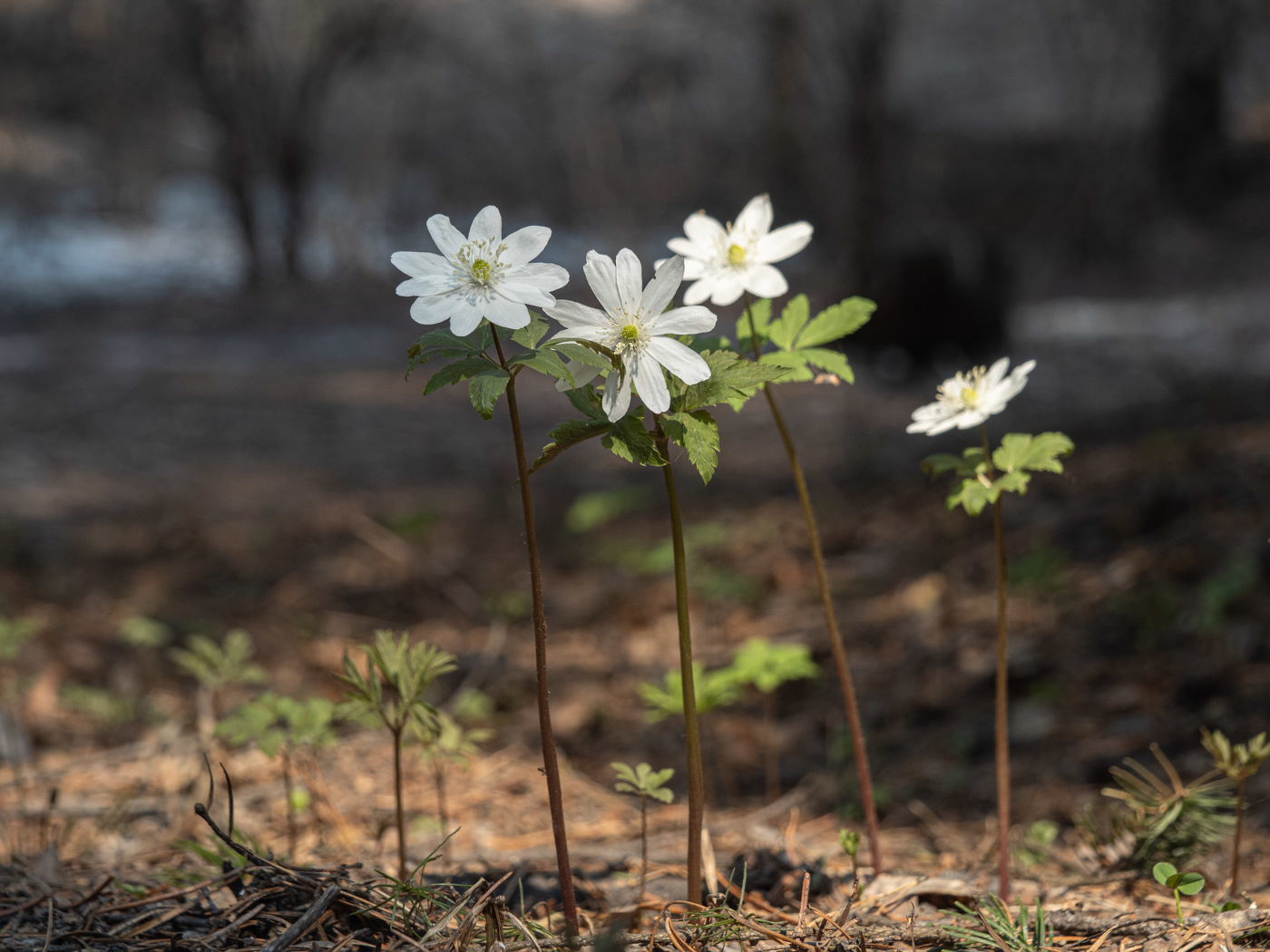 Стройняшки