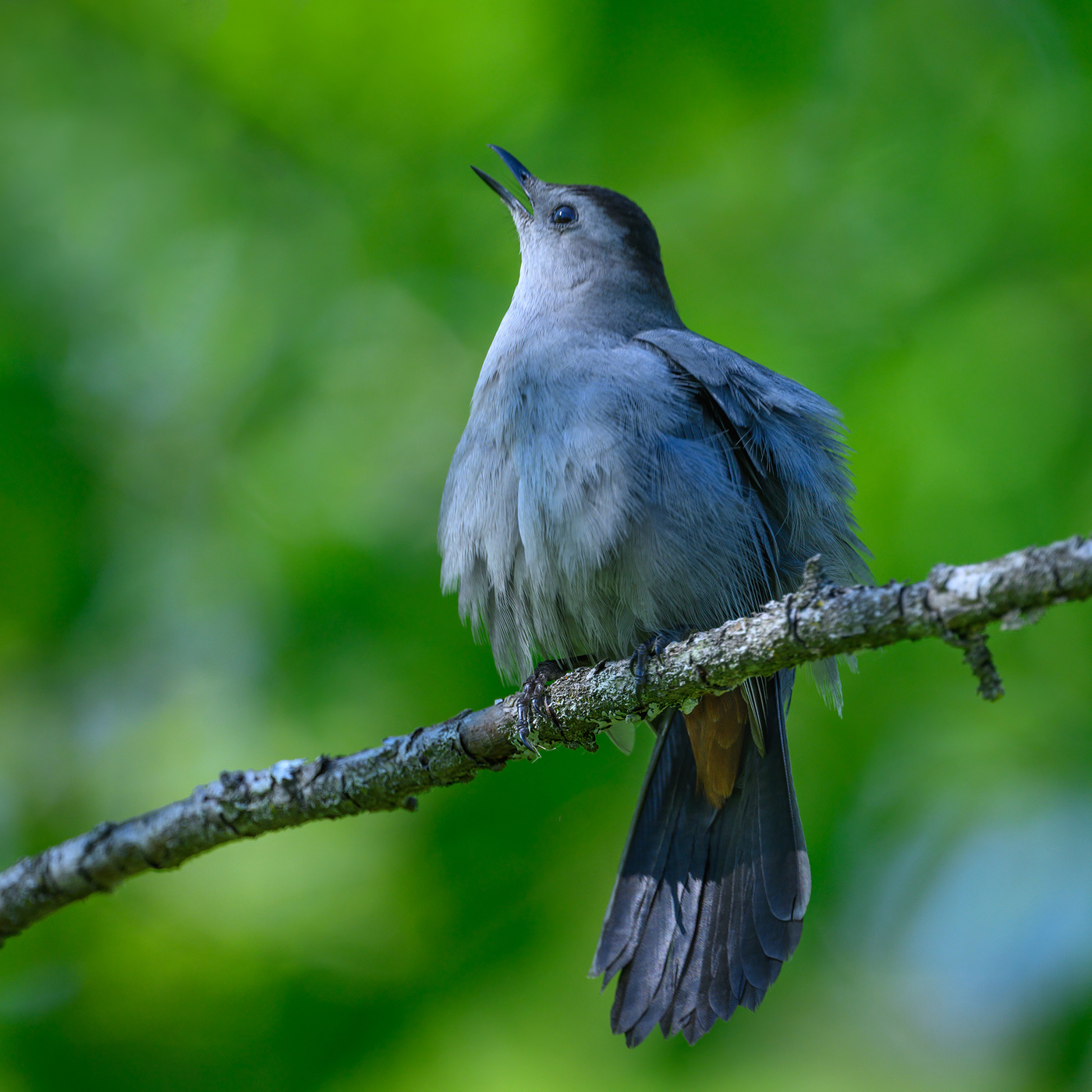 Gray Catbird