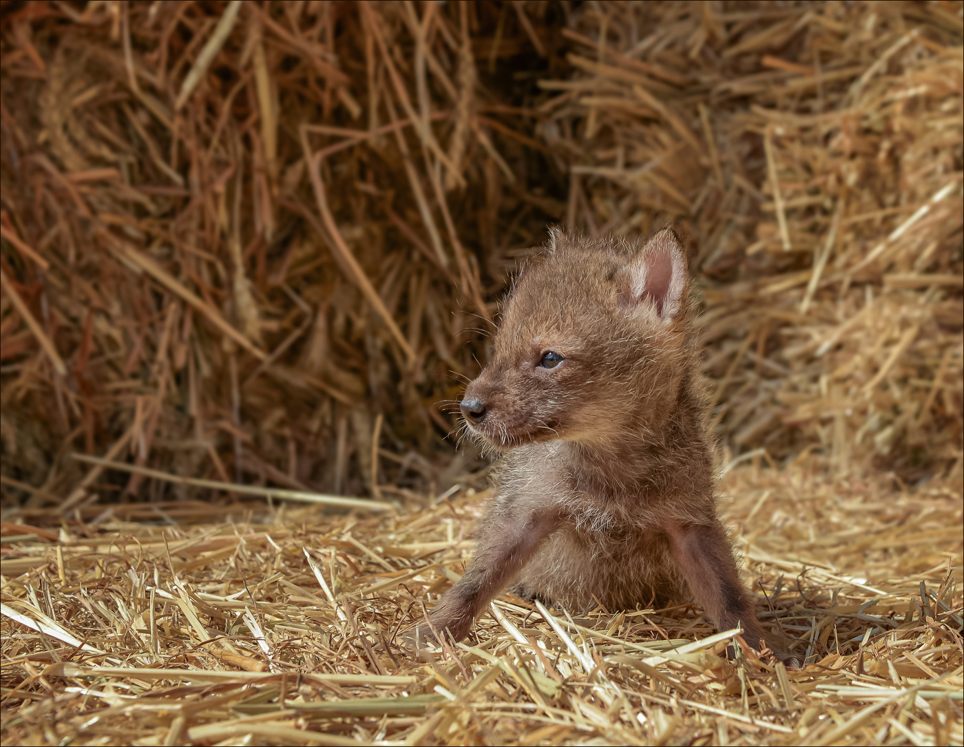 Шакал на сене