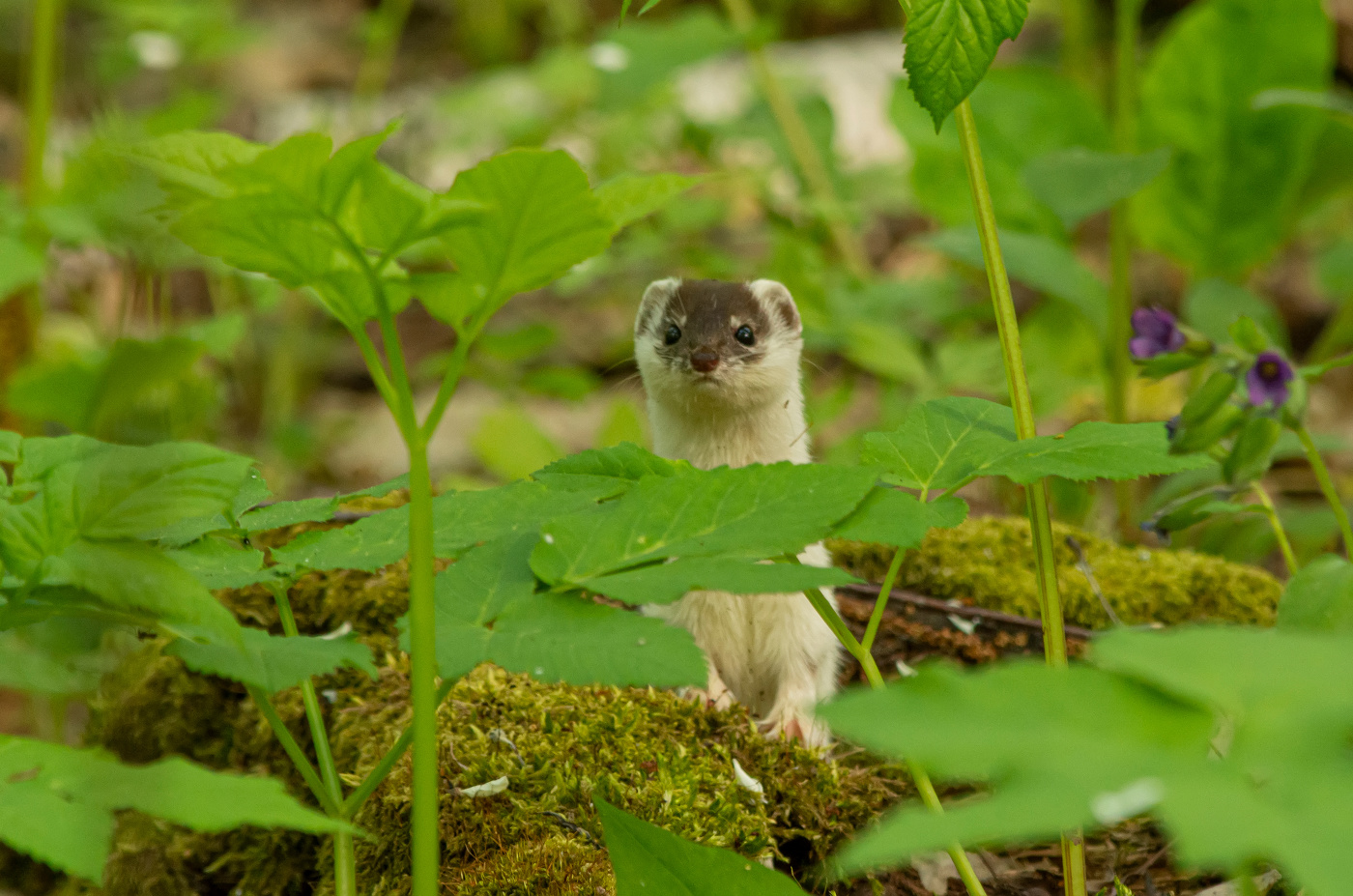 лесной житель