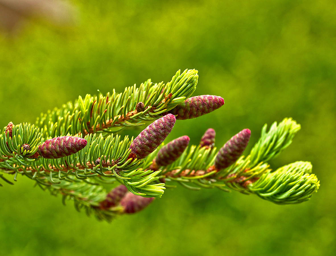 Молодые шишечки