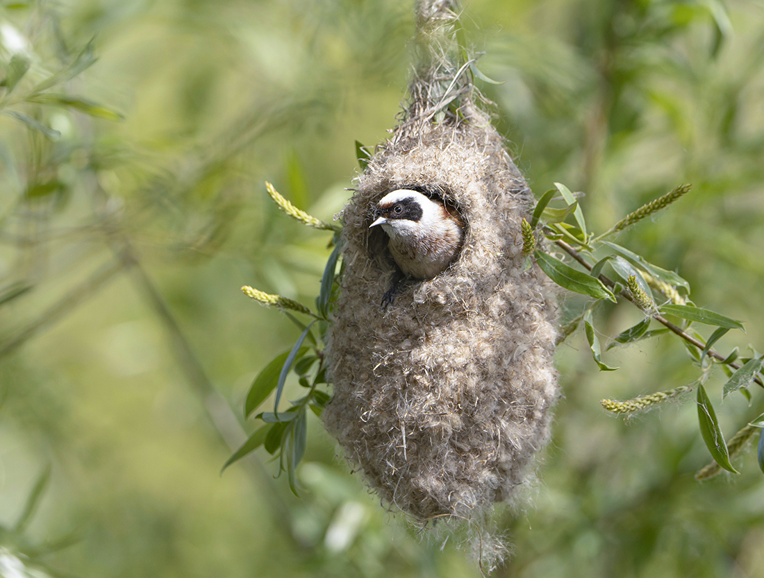 Ремез строит гнездо