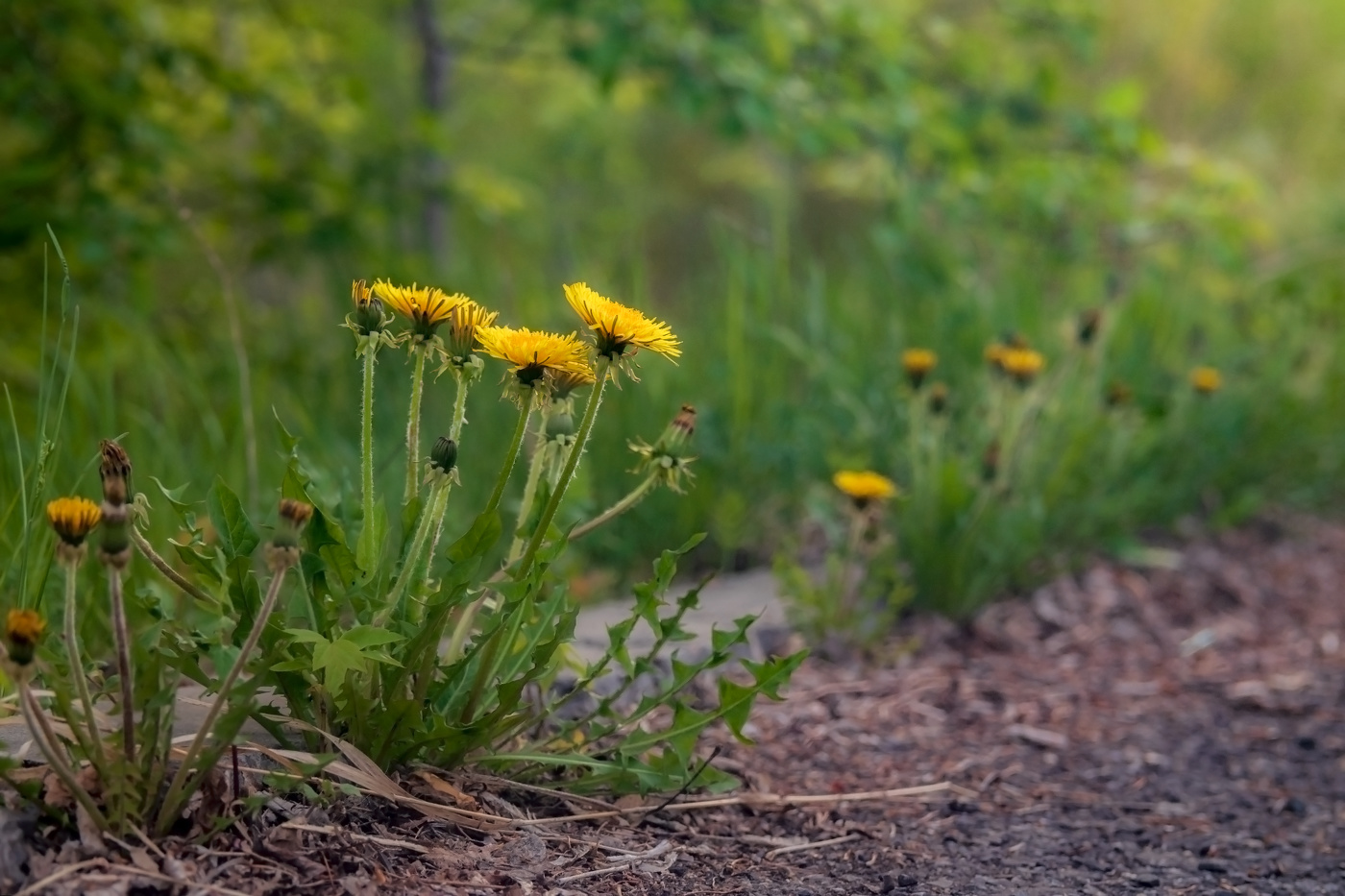Одуванчик, одуван...