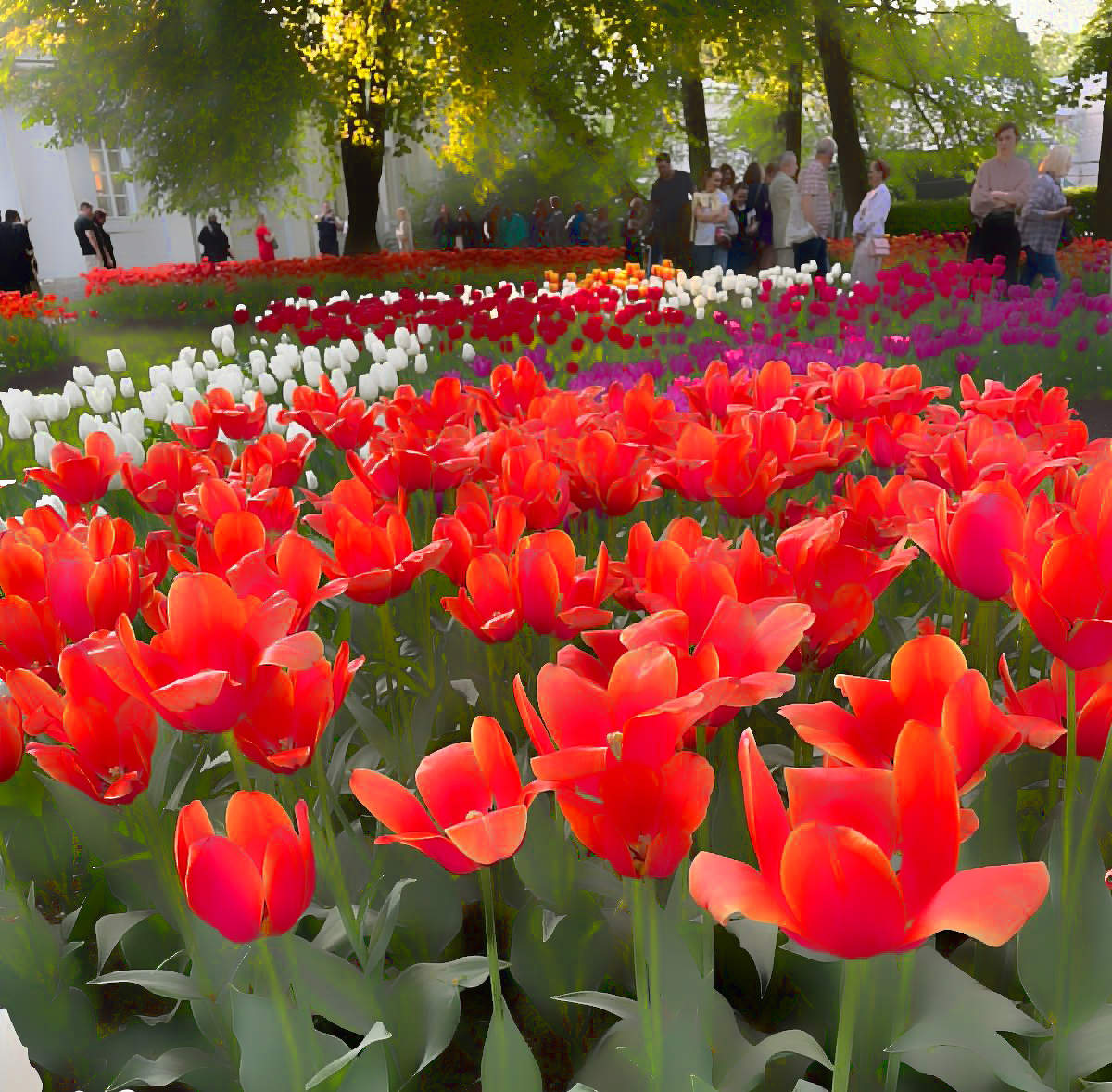 Тюльпановое буйство