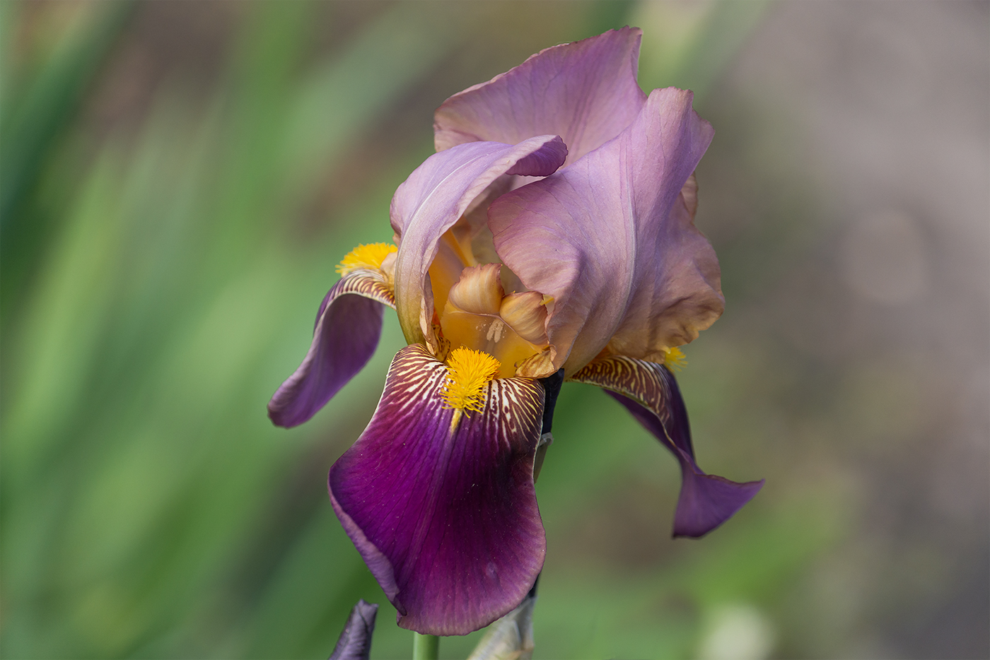 Ирис...в своей таинственной красе...